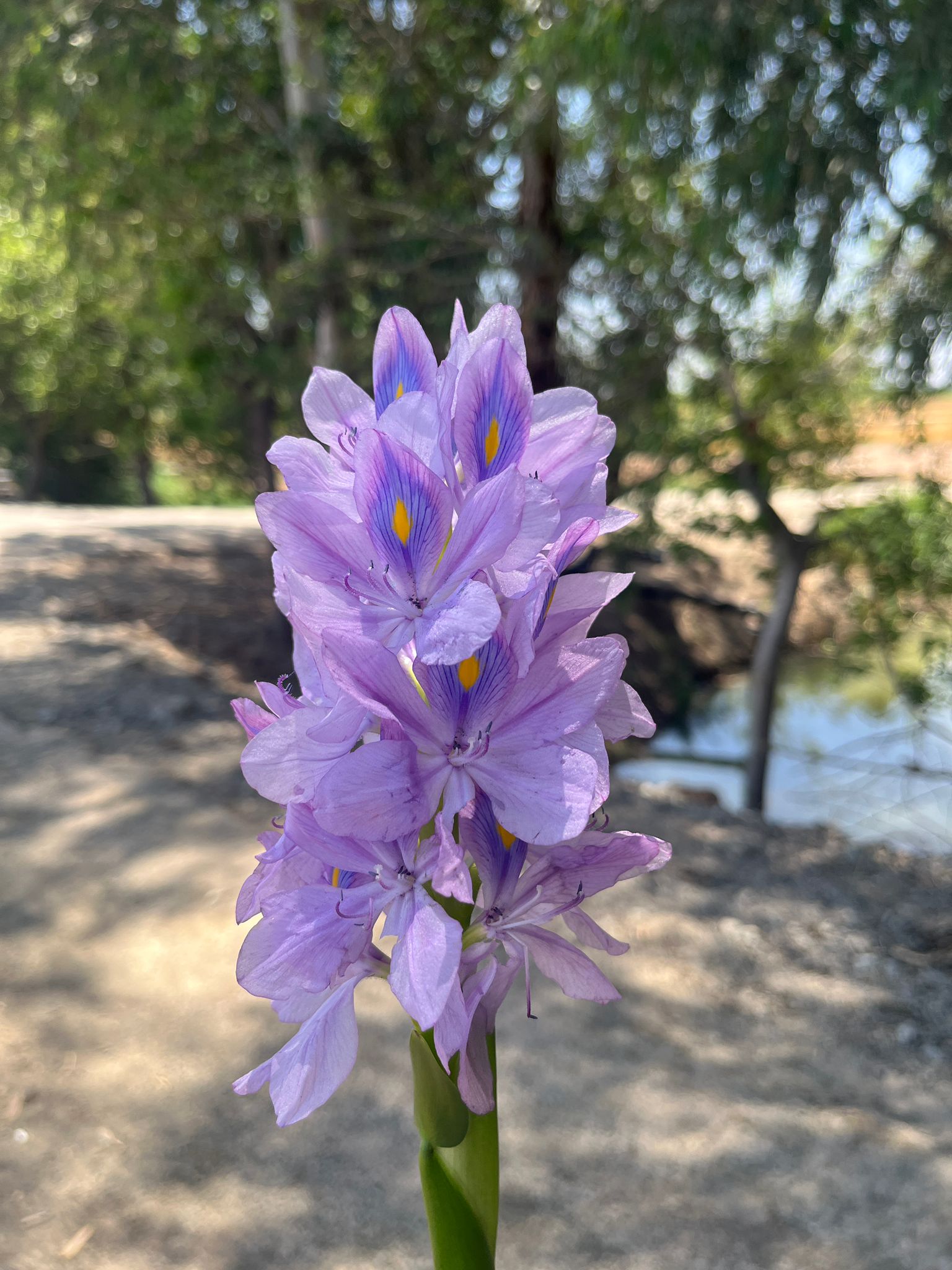 Violet flower picture